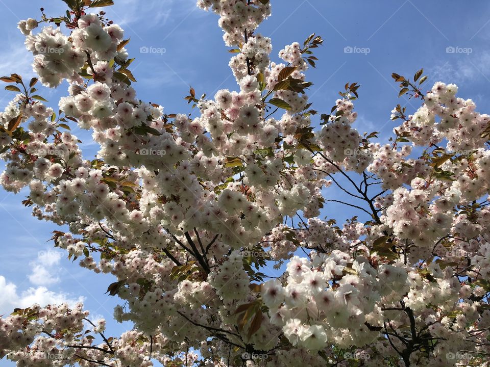 blossoming pink flower tree against blue sky