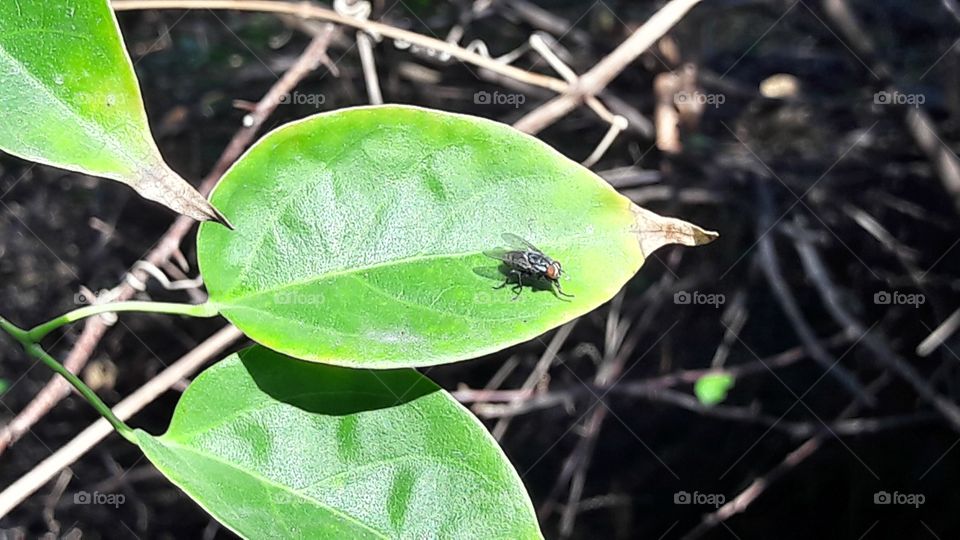 Fly in the leaf