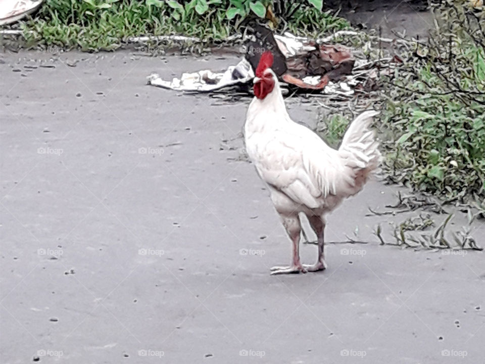 Cock bird