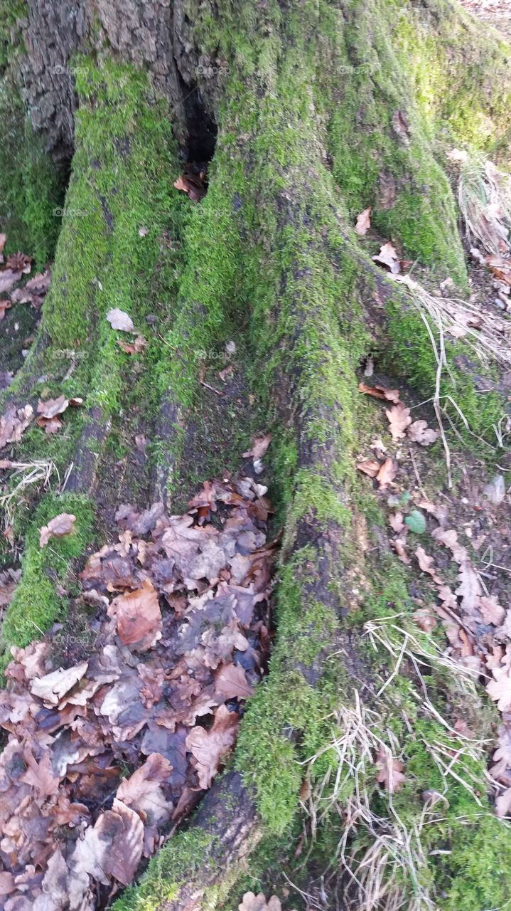 Tree, Wood, Nature, Bark, Moss