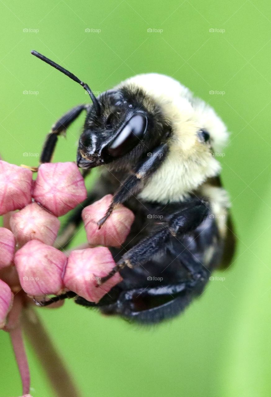 Carpenter bee eating on a milkweed blossom