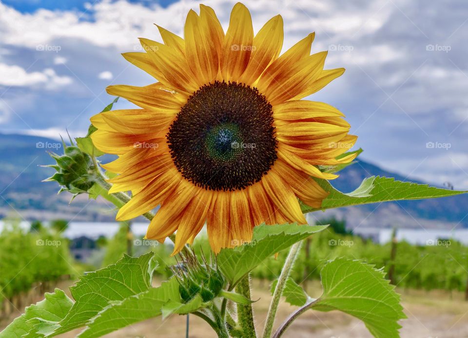 Spectacular sunflower with lake and mountain backdrop 
