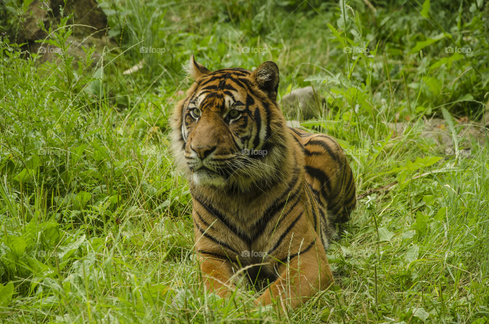 Tiger laying in the grass and looking around 