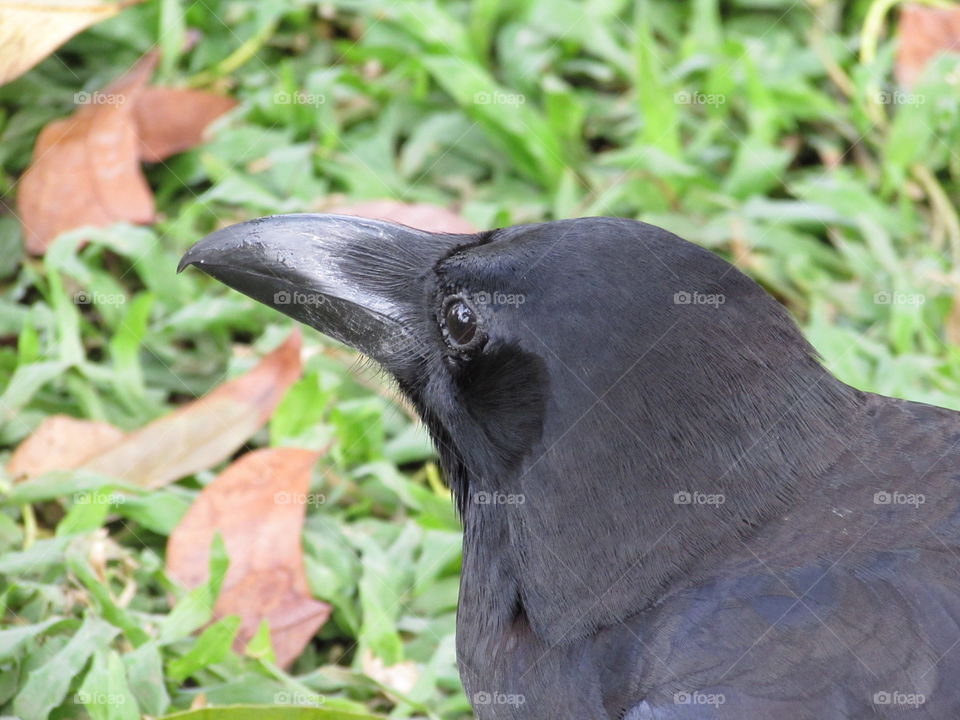 Crow at Lumpini Park Bangkok Thailand 