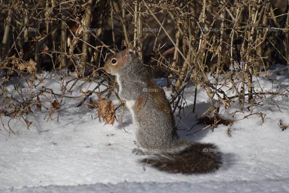 Squirrel in snow