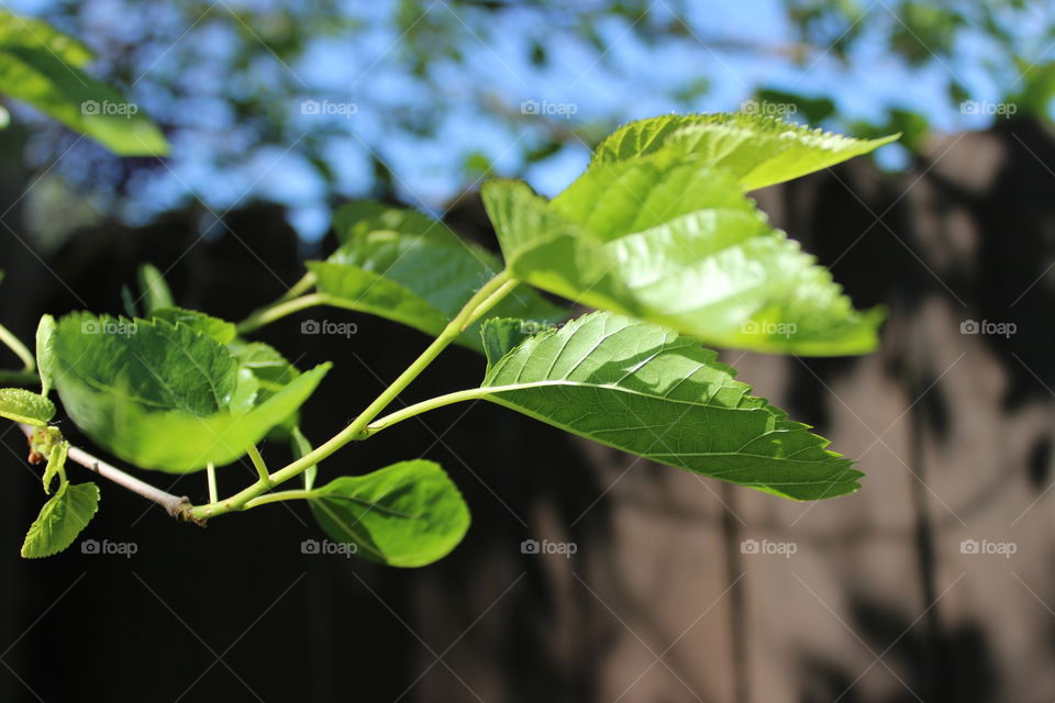 Leaves off a tree. backyard Tree leaves