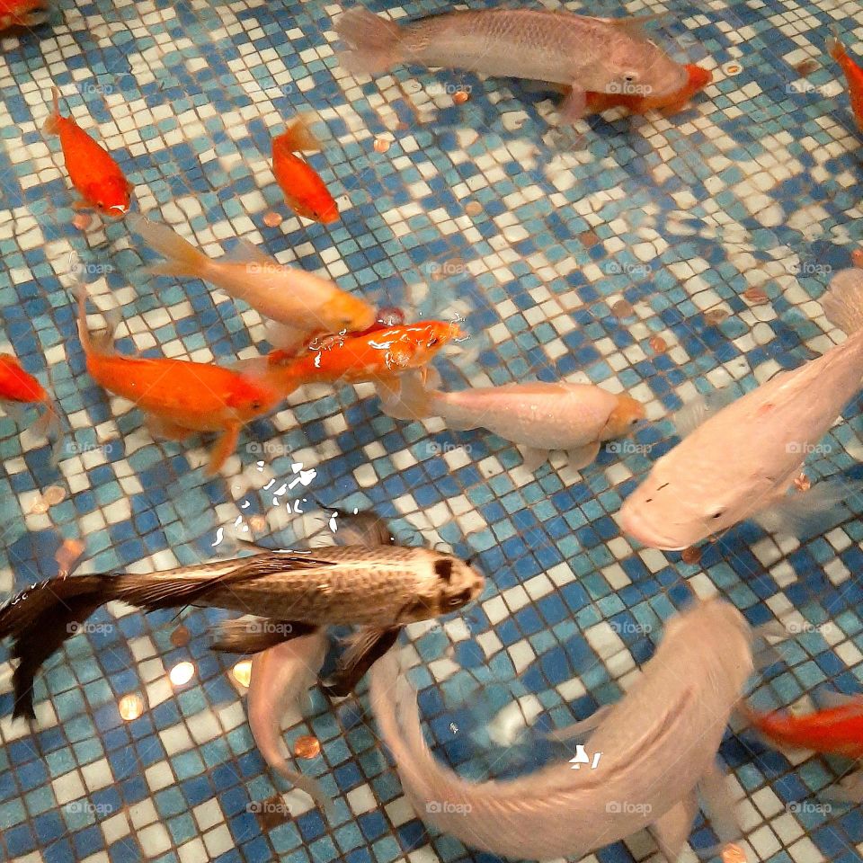 Fishes