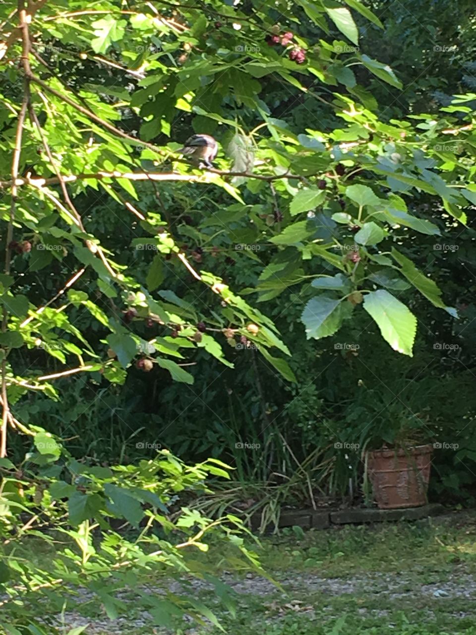 Birds eating mulberries 