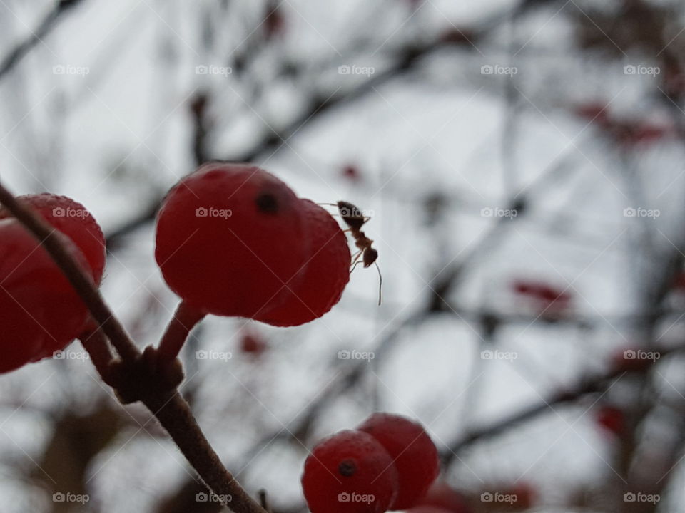 Ant on a Berry !!