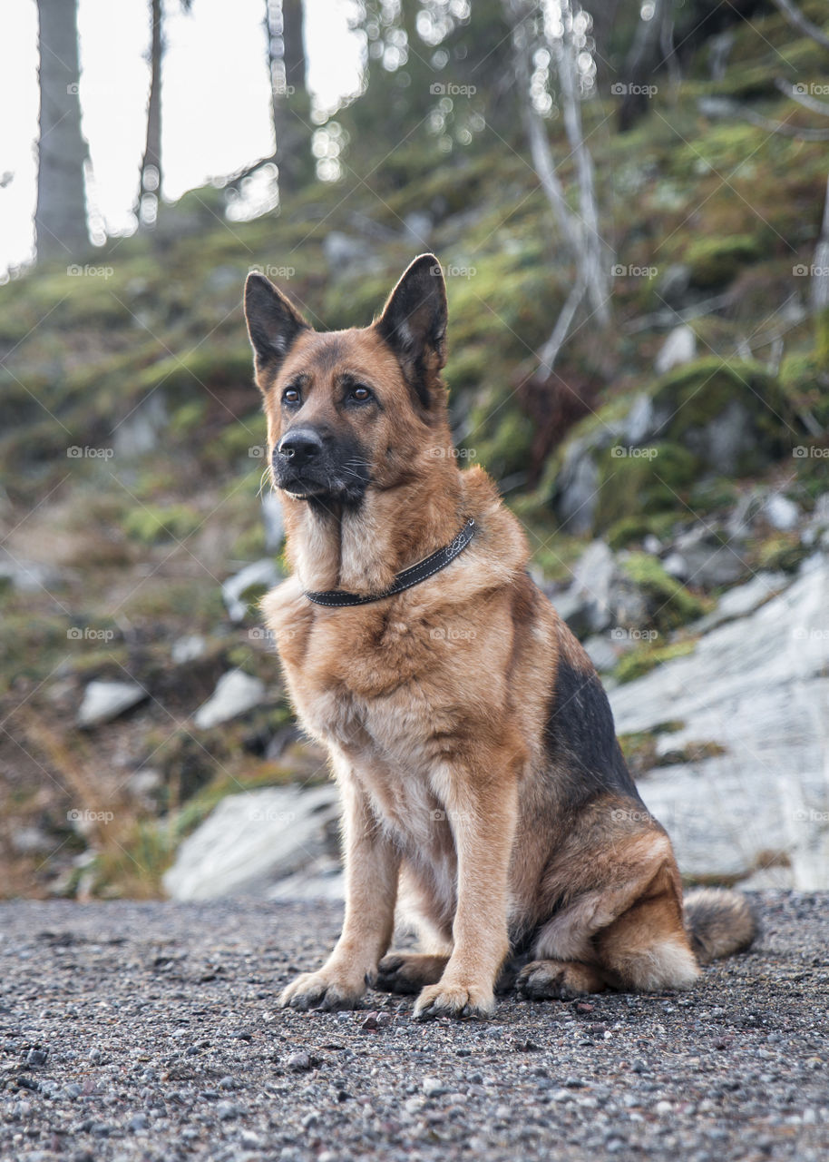 Old and wise handsome female German shepherd looking sad in the forest wearing a dog collar 