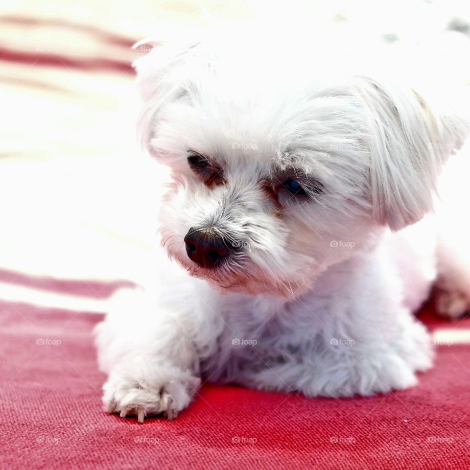 mymaltese