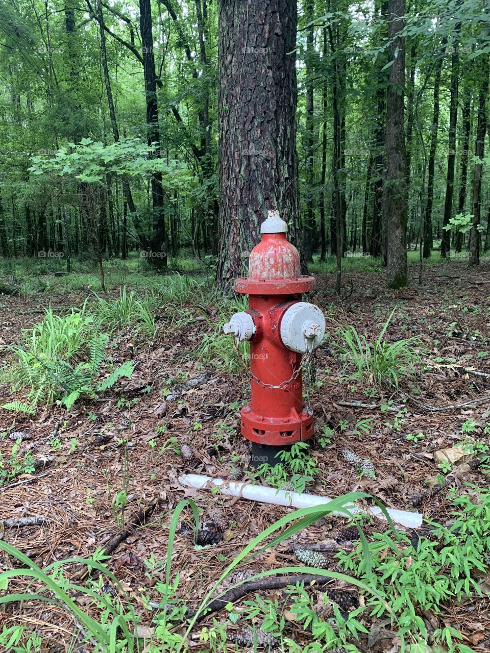 Fire Hydrant in the Forest