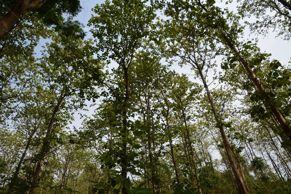 Tall trees in the forest