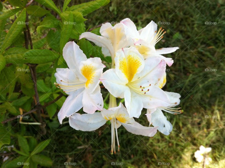 White azalea