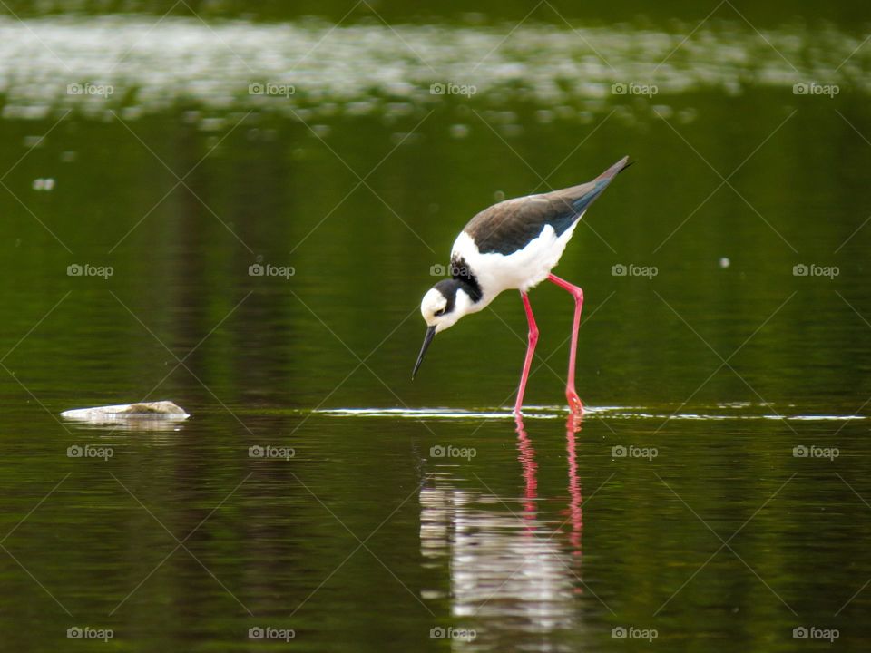 Pernilongo de Costas Brancas se alimentando tranquilamente em um lago