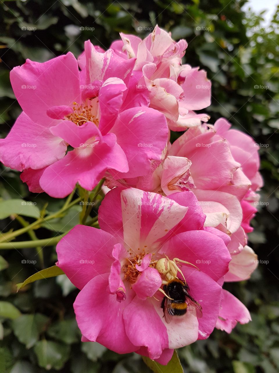 Roses, a spider eats a bee