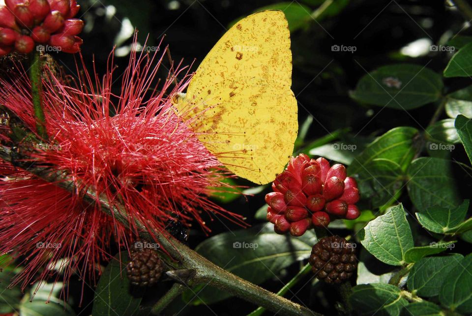 a yellow butterfly on the red flower