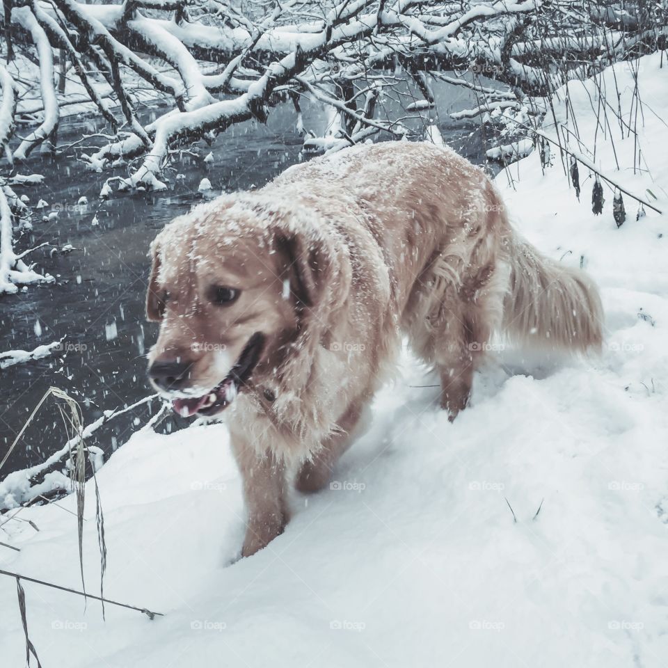 Snow, Winter, Dog, Mammal, Canine