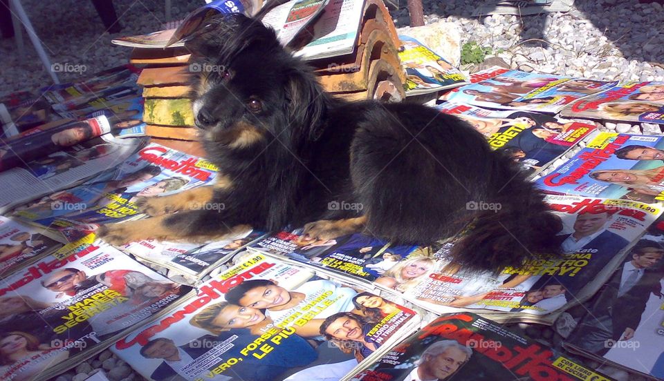 cute dog on magazines