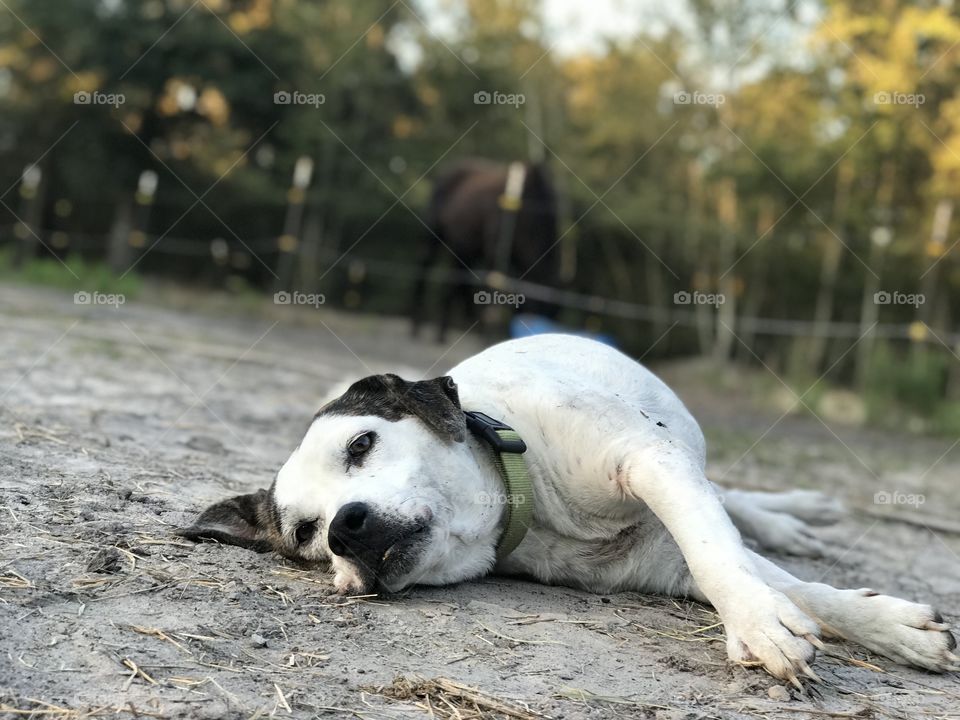 Gracie the old farm dog getting some rest while the horses are eating in the woods of South Georgia. 