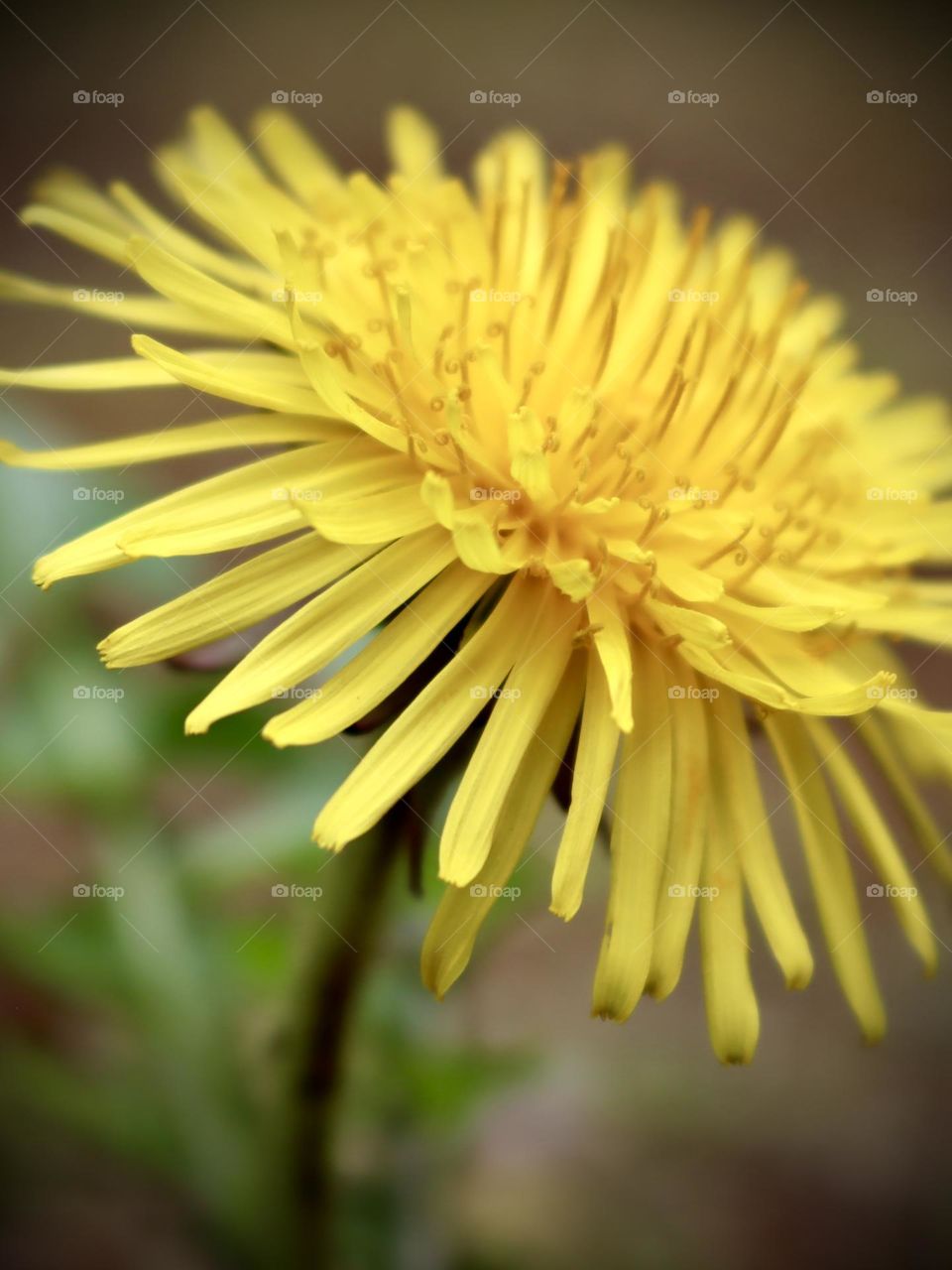 A bright yellow dandelion flower opens to the warm sunshine during summer months