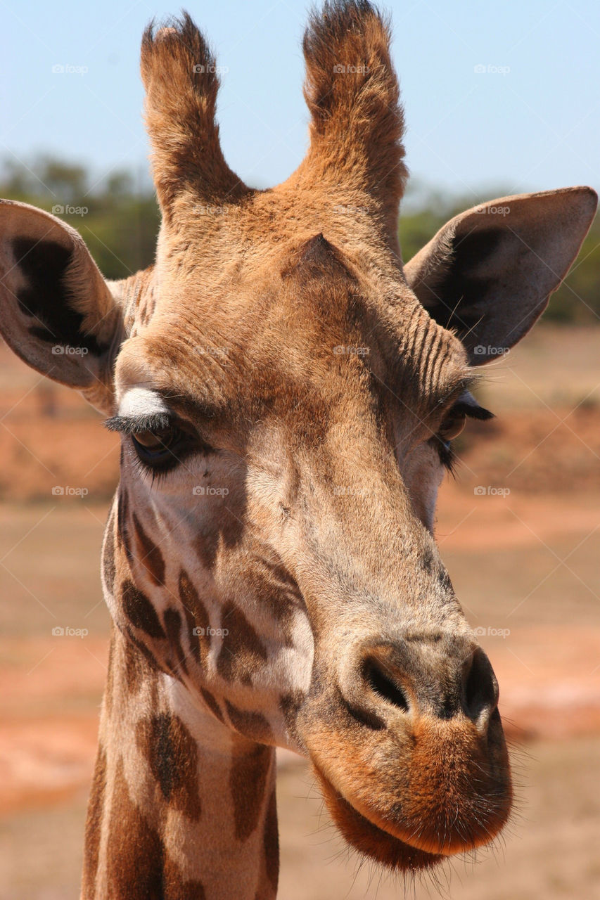 Close-up of giraffe head