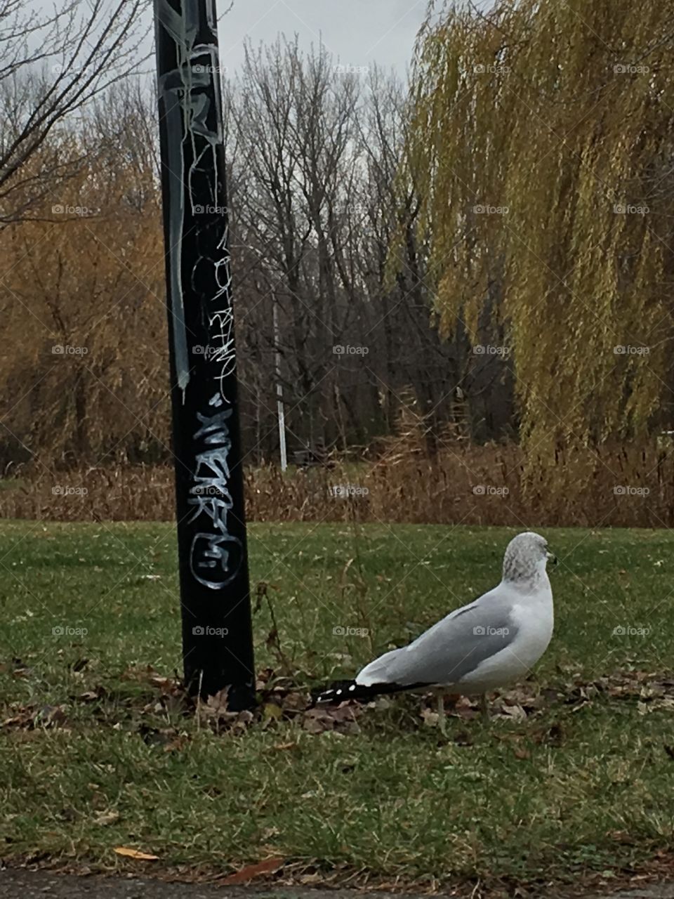 Seagull and graffiti in nature
