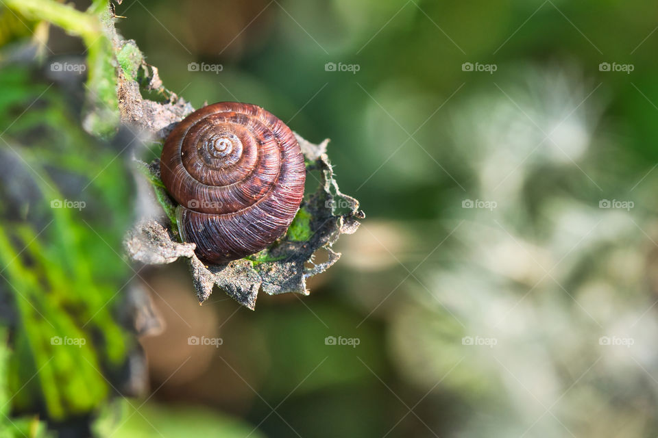 Snail on a leaf