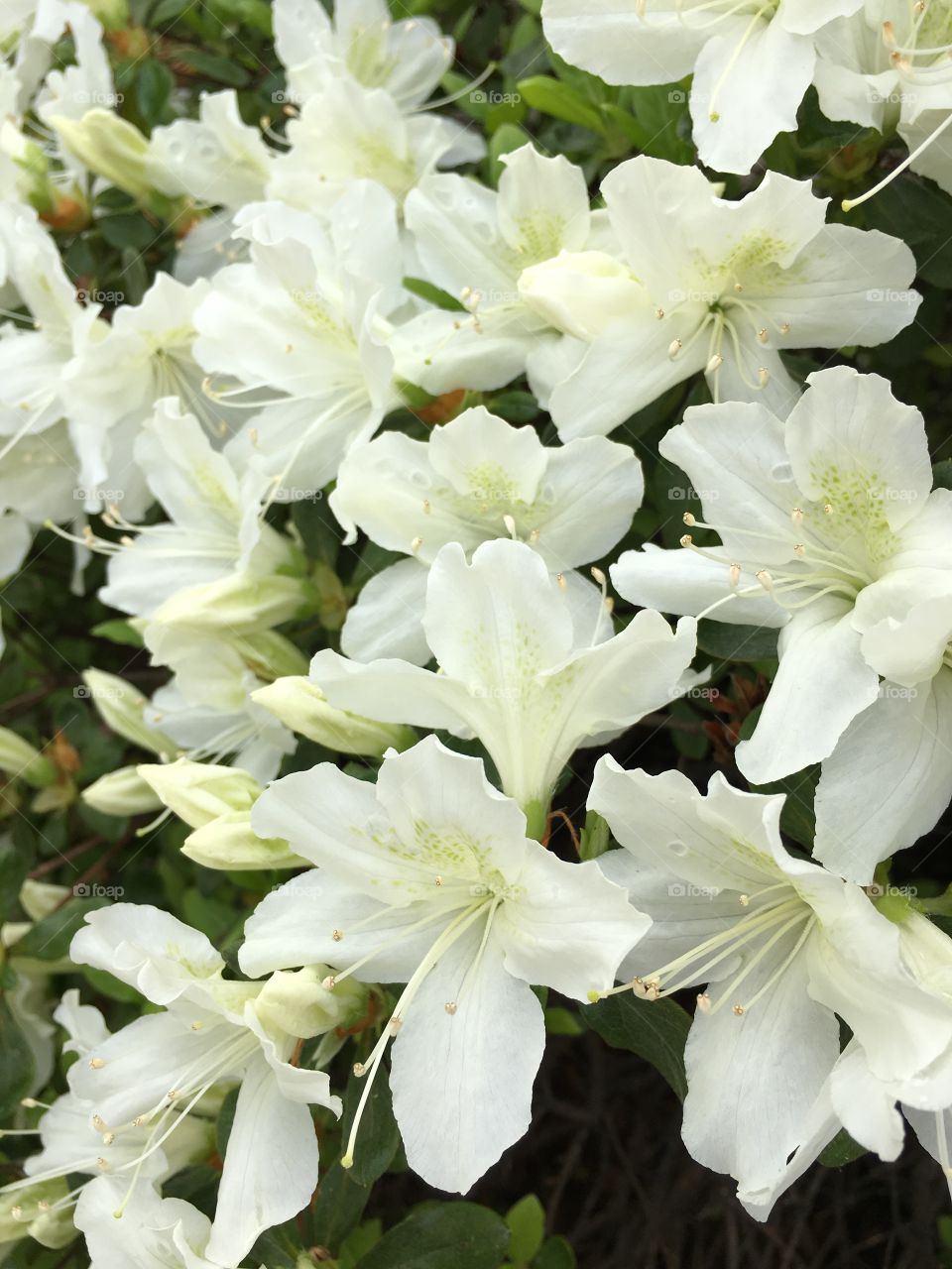 White azalea