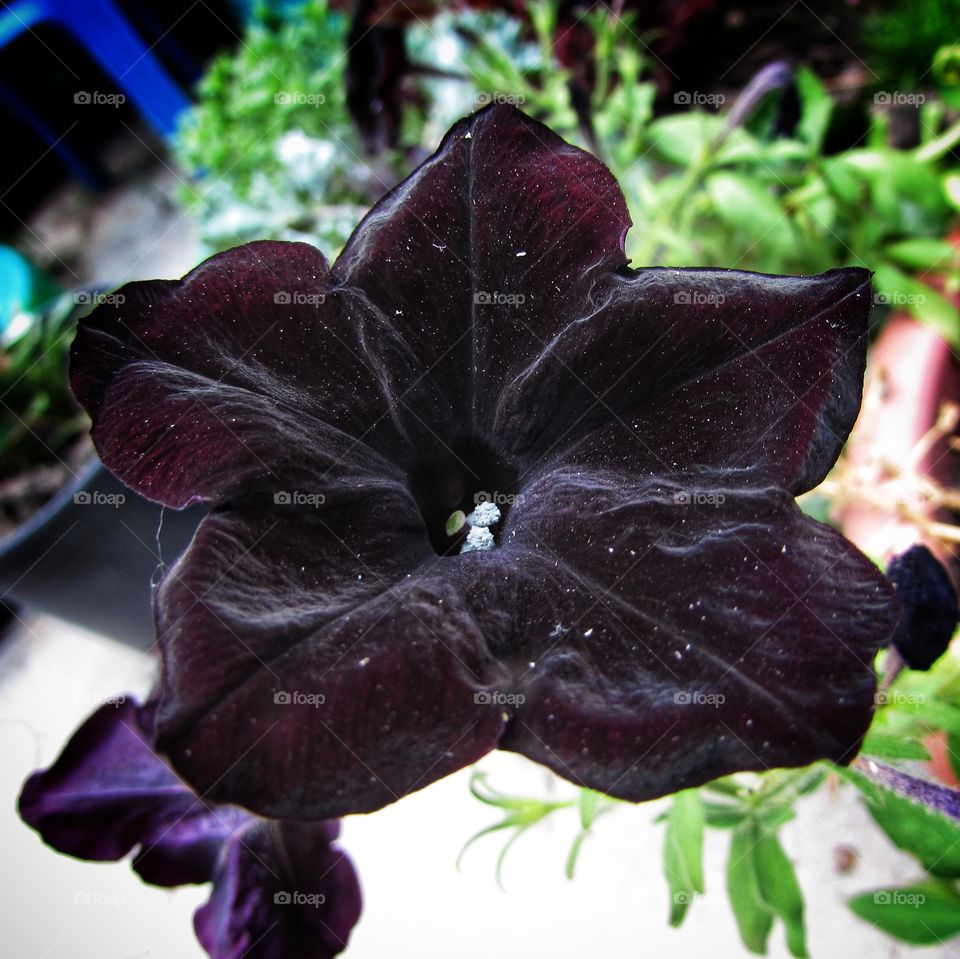 Dark flower