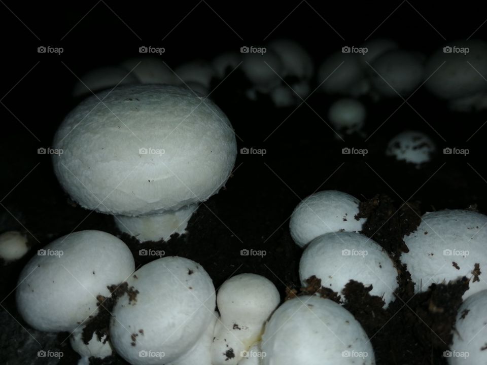 Growing white mushrooms  or Common mushrooms or Agaricus bisporus and commonly called button mushrooms.