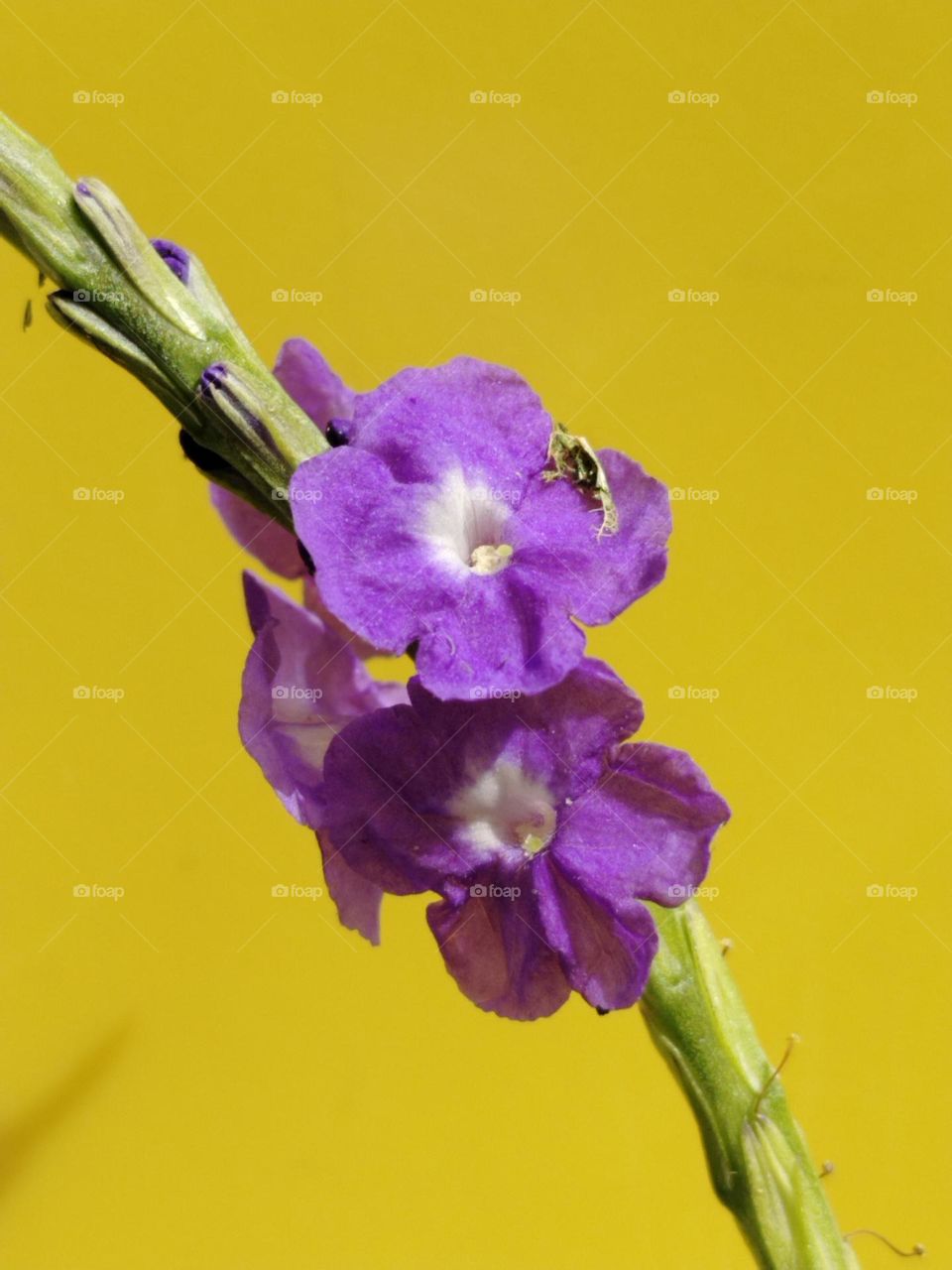 Capture of power colour