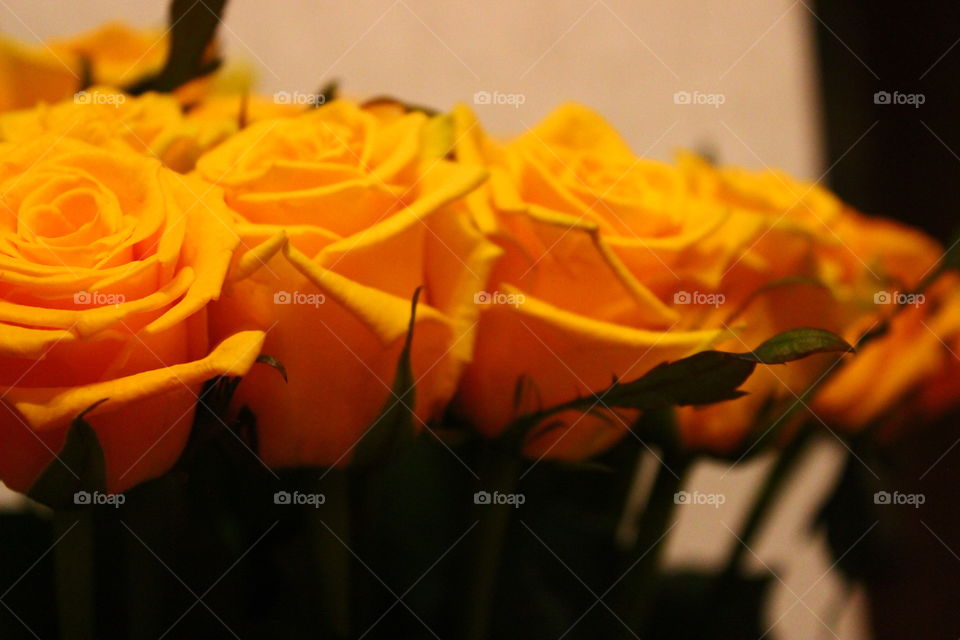 жёлтые розы макроснимок