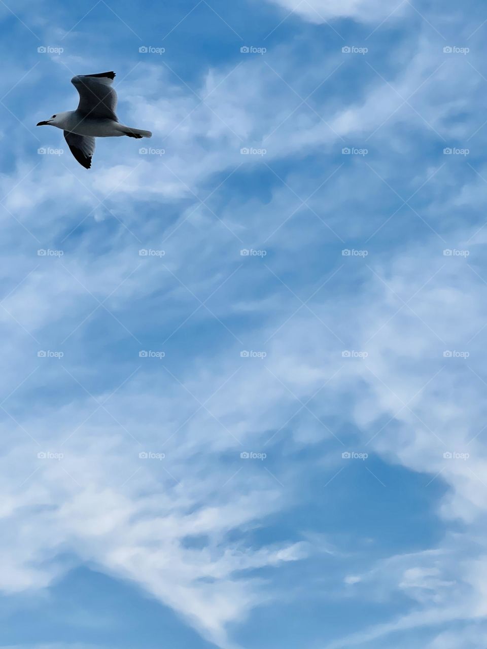 Seagull bird flying with blue and white clouds in the background, liberty, freedom, photo from below 