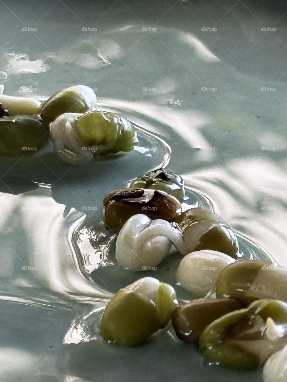 Mung beans sprouting in shallow water on green ceramic plate 
