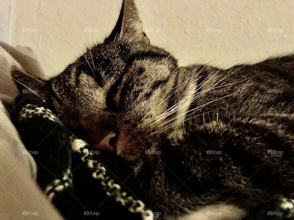 Jack - the best cat ever! ♥️