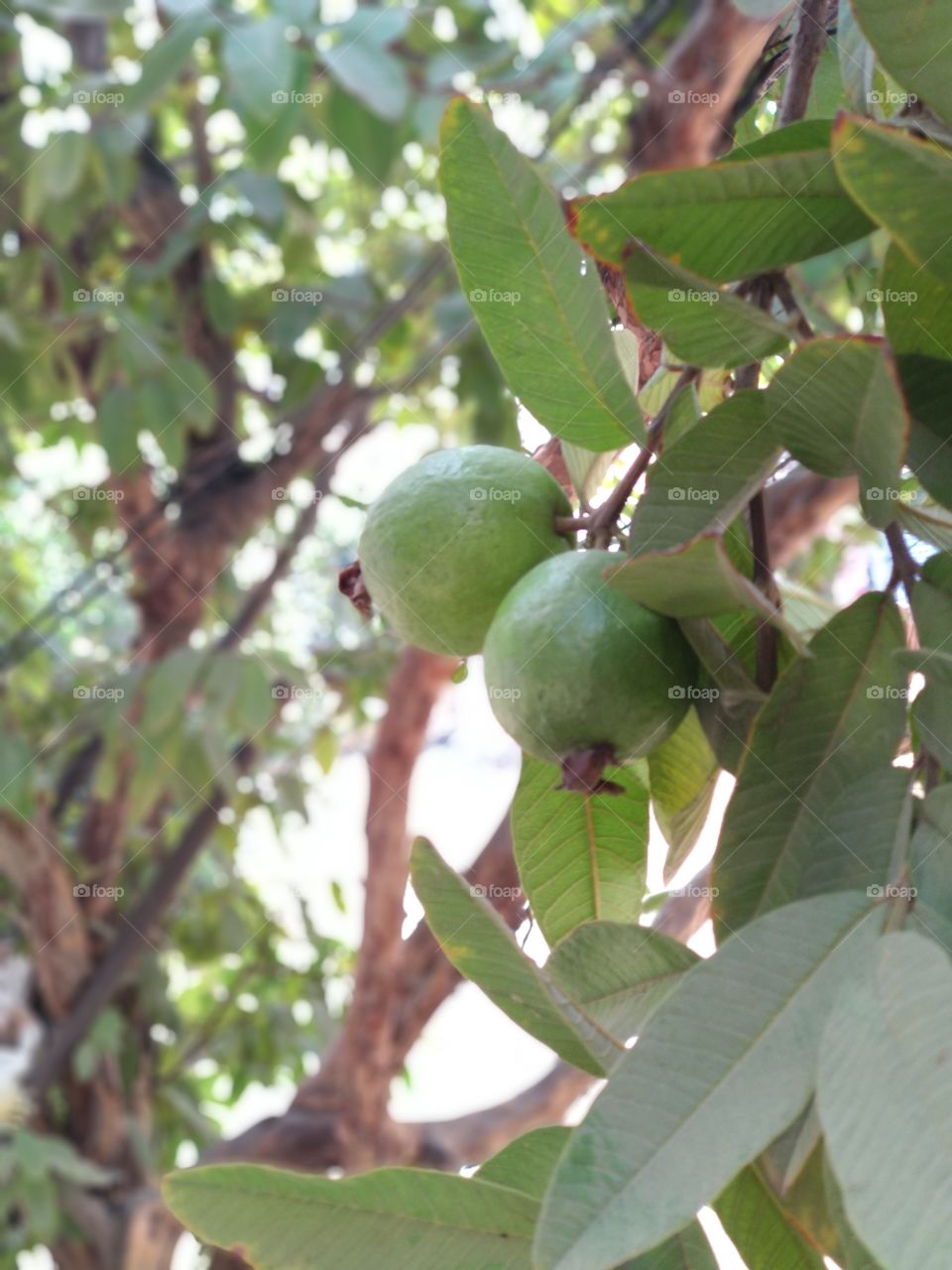 Guava fruit at its ripening stage. Fresh and crunchy. Healthy and organic