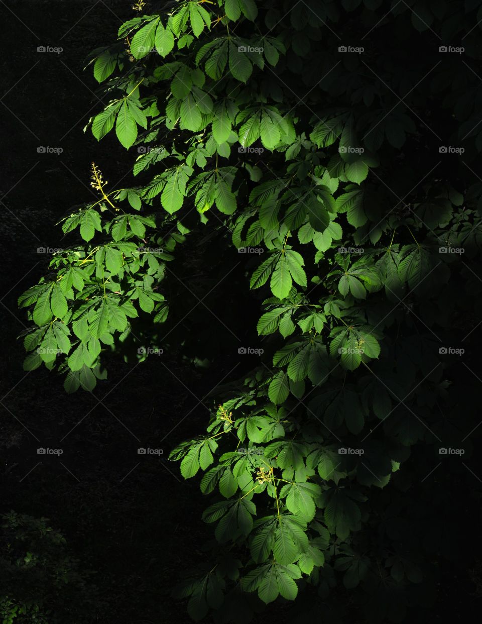 green leaves in the sunlight beautiful nature