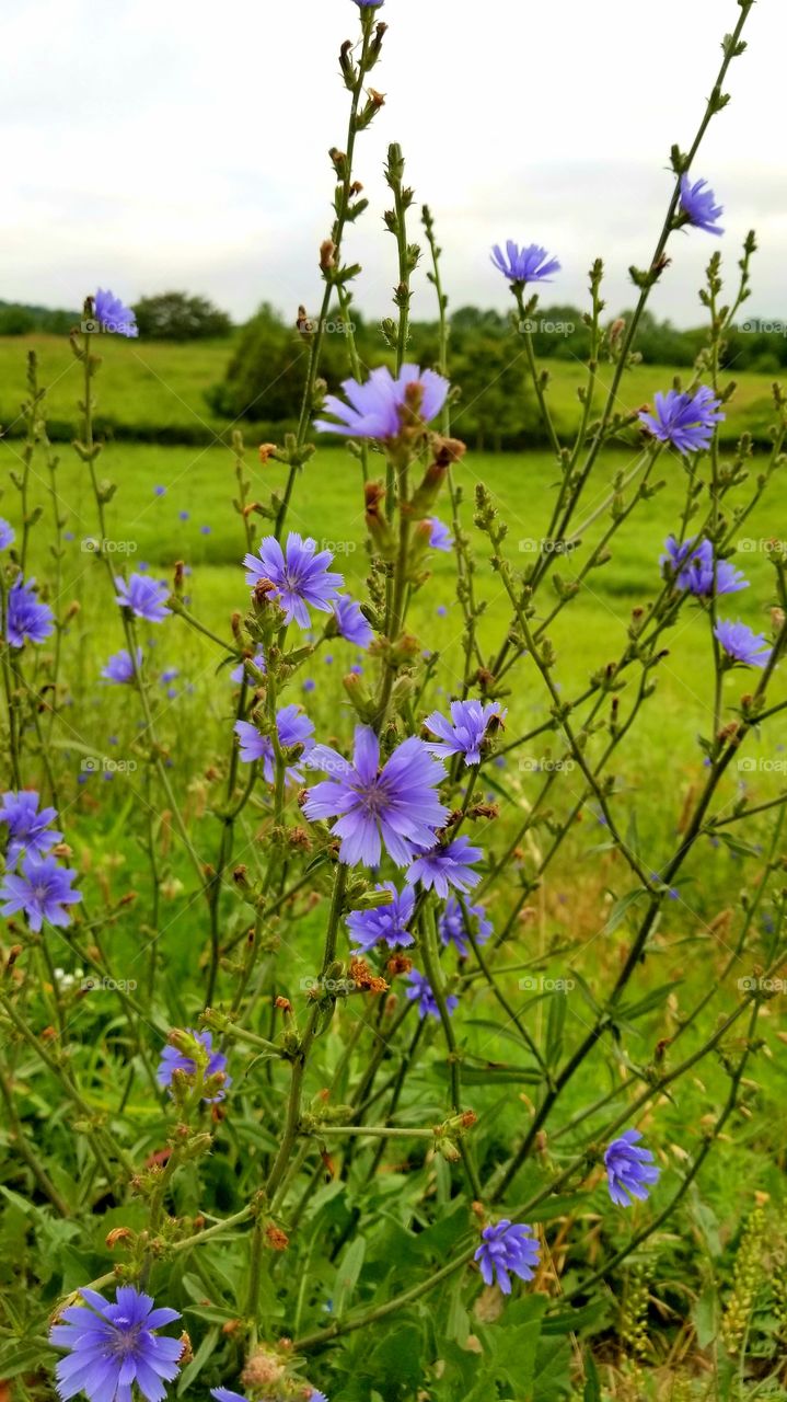 chicory