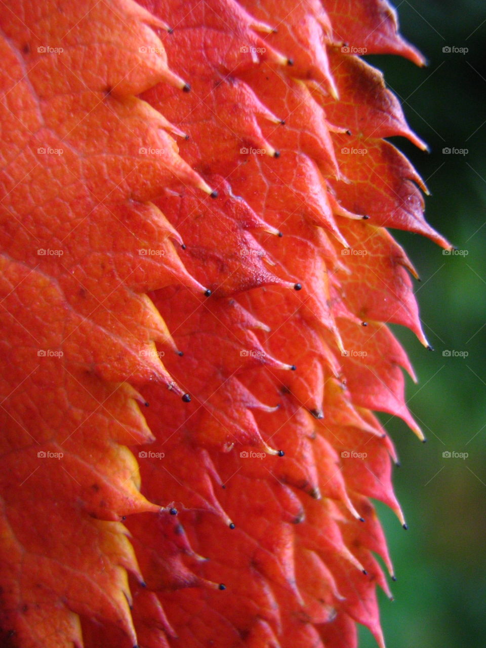 Close-up of autumn trees