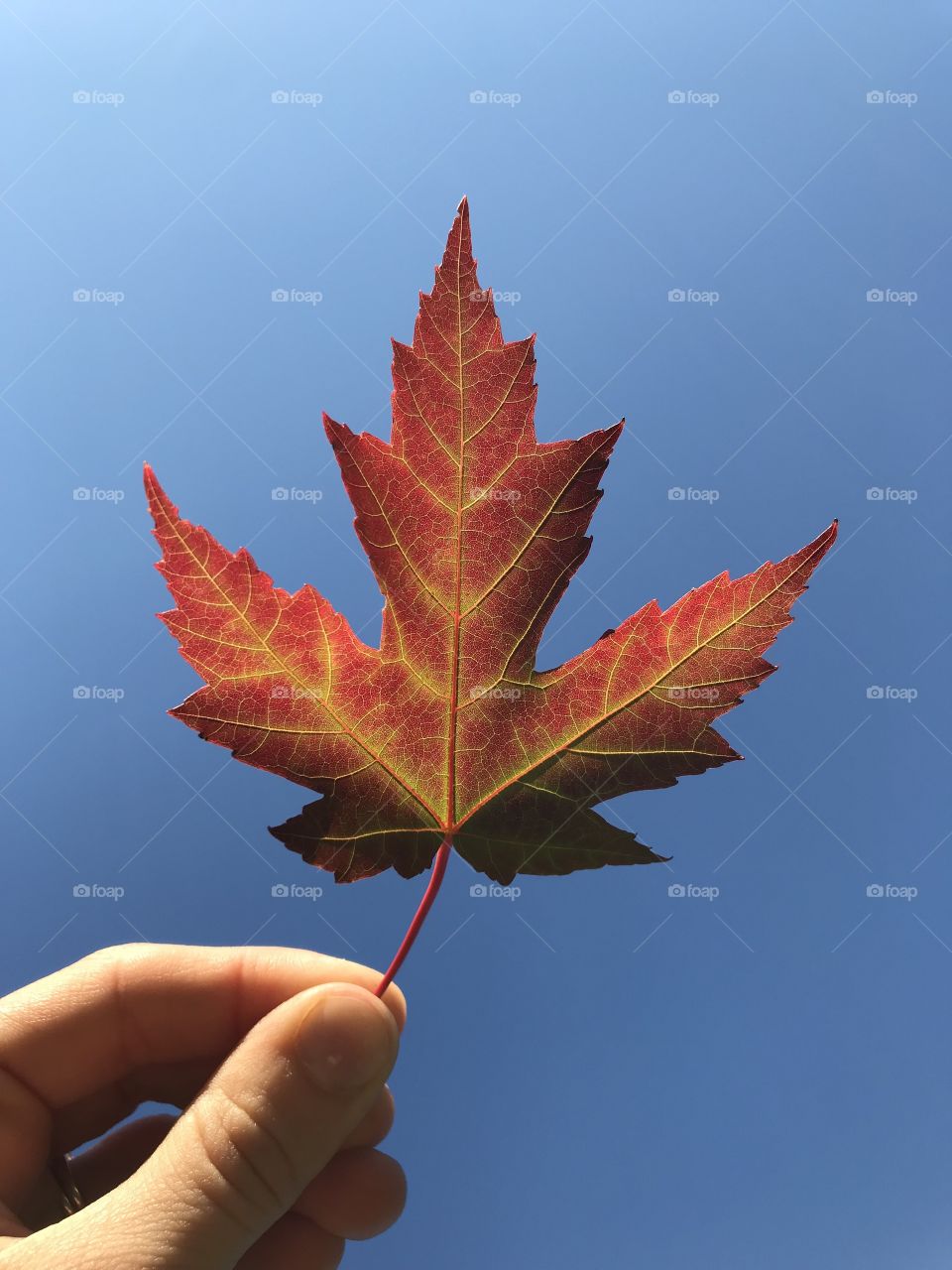 Red maple leaf against a blue sky