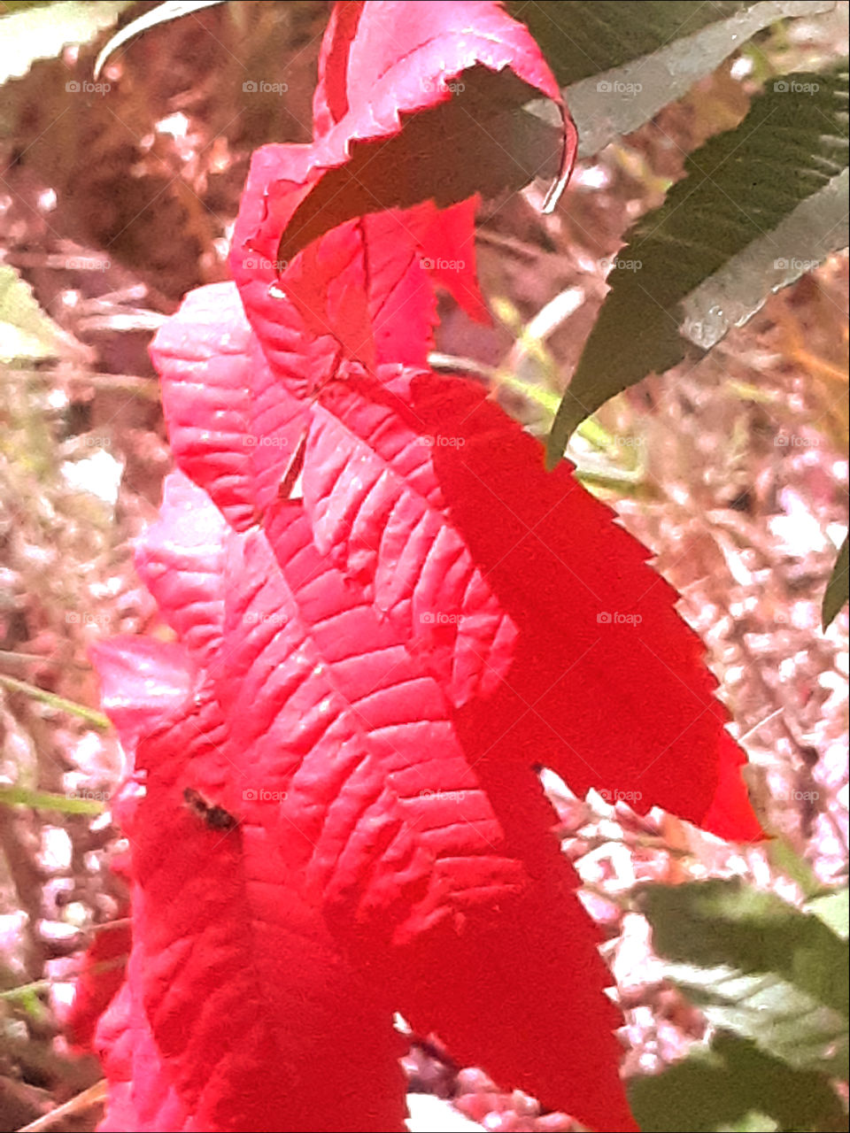 crimson leaves