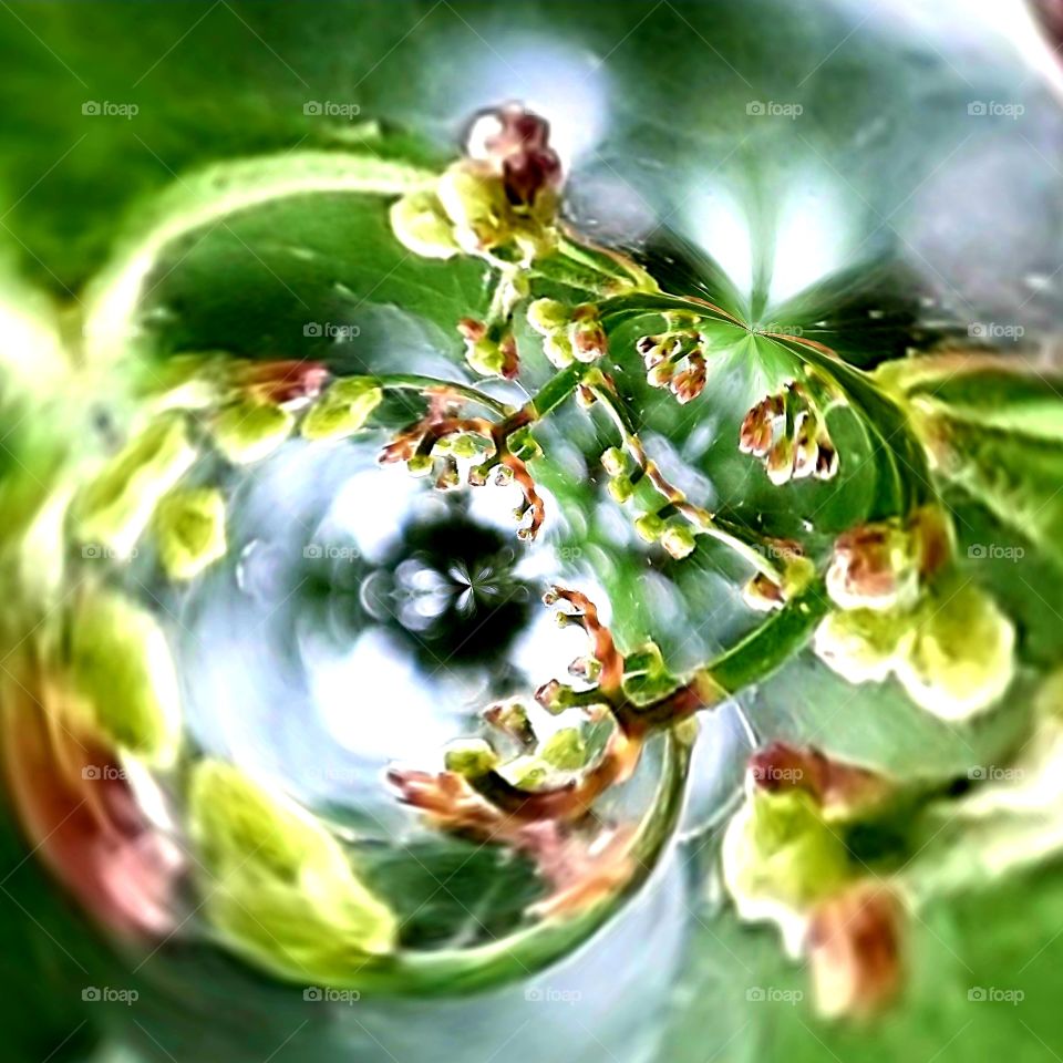 abstract flowering vine