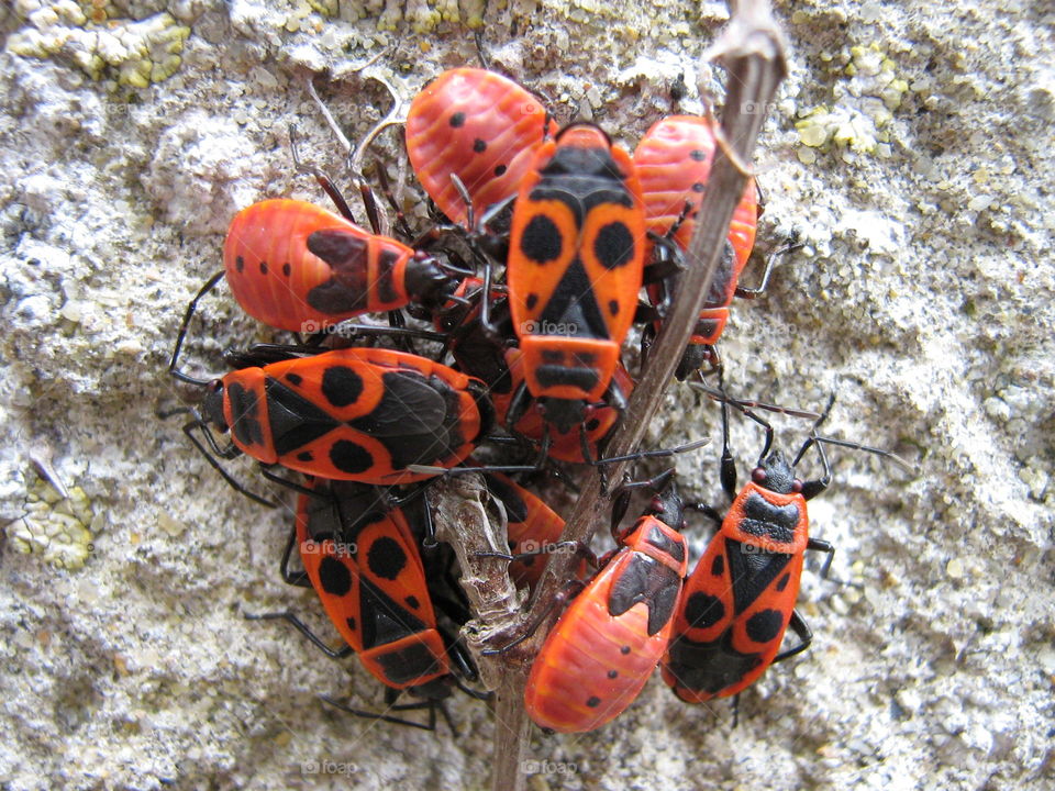 Group of beetle on rock