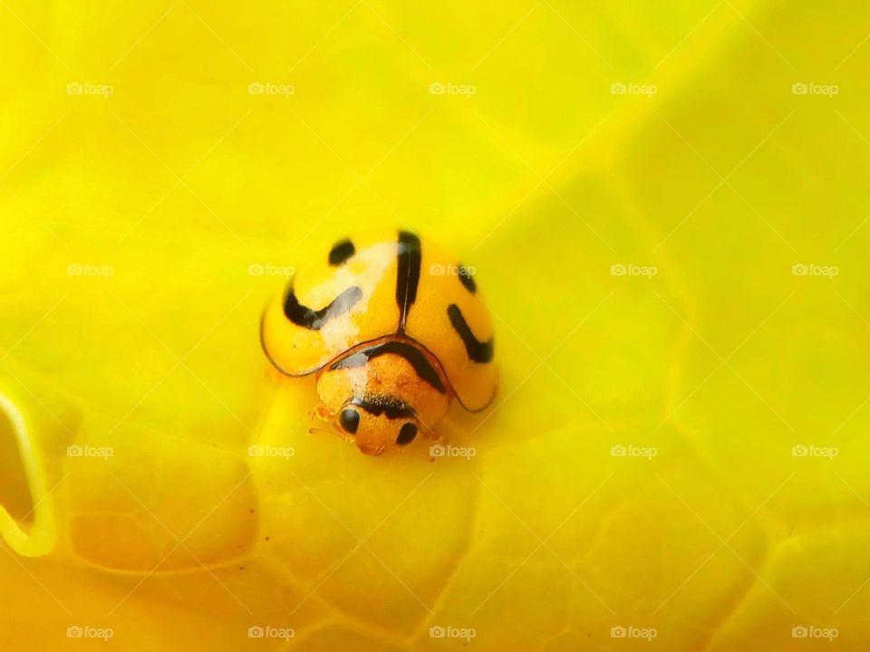 Yellow Ladybug