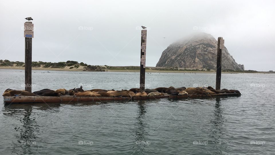 Morro Rock & Seals 