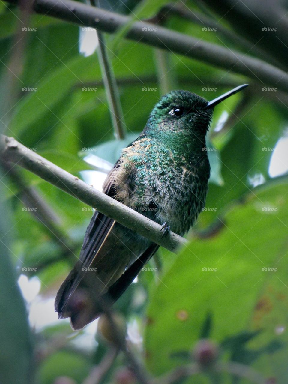 Beautiful bird. Colibrí 