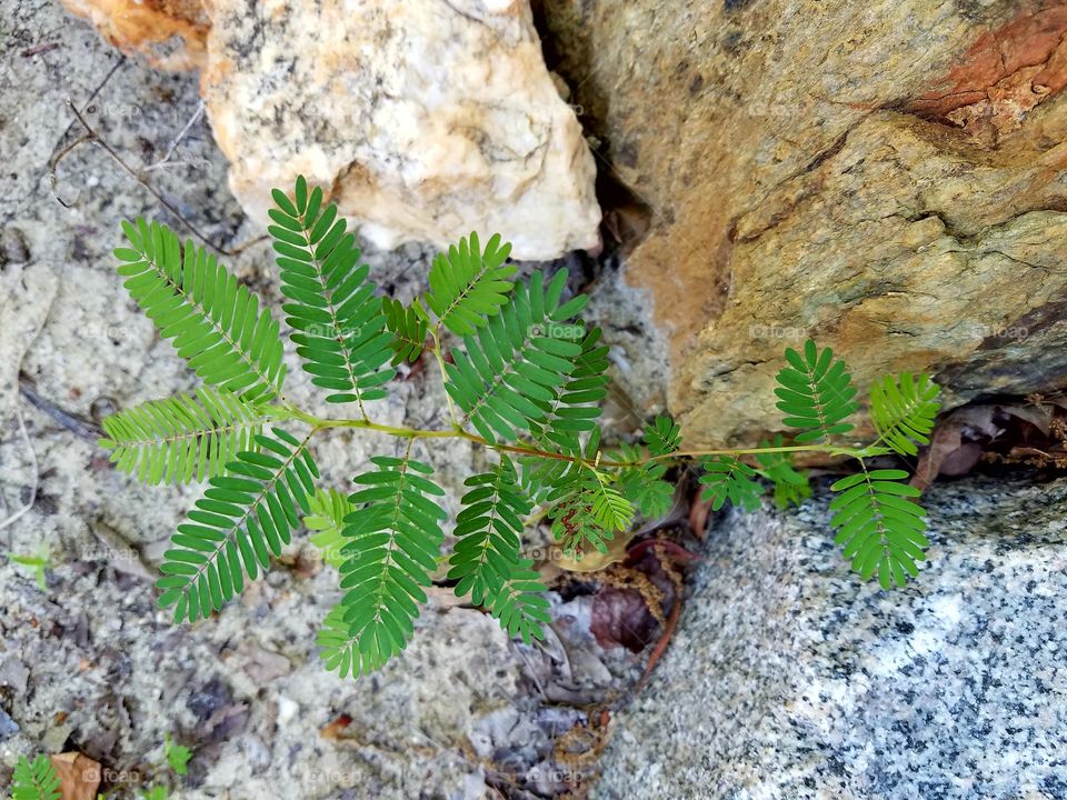 contrasts.  green sapling in sandy soil and rocks