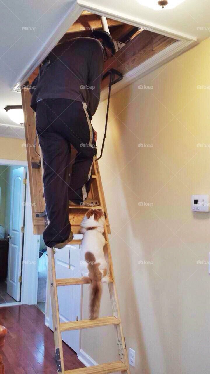 Cat on a ladder