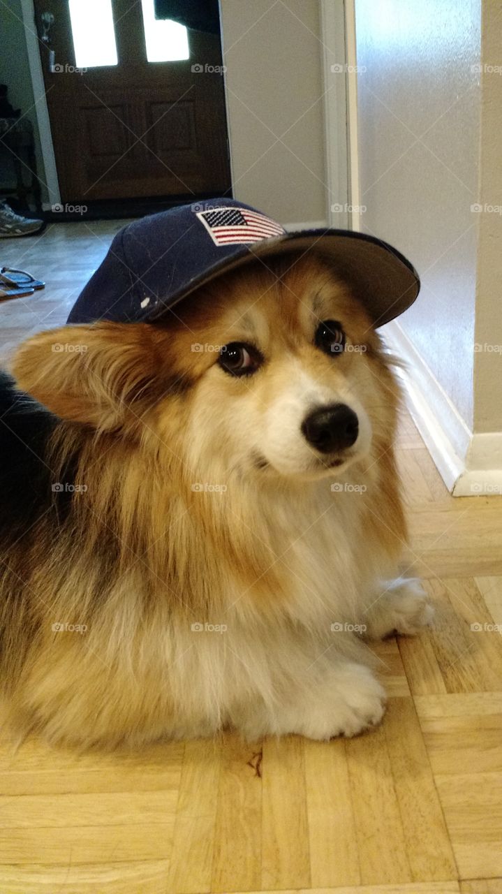 dog unsure of hat. just trying on a 4th of July accessory